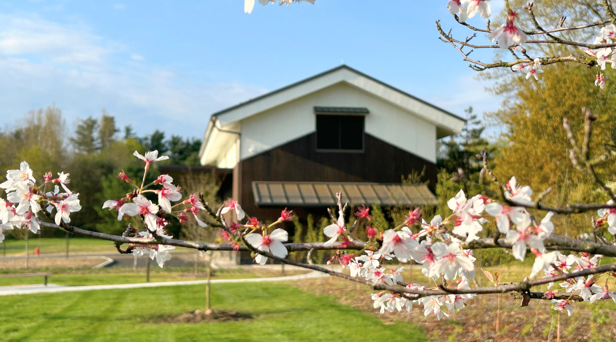cherry blossoms cover the frame with the modern japanese style building behind at dassai blue sake brewery